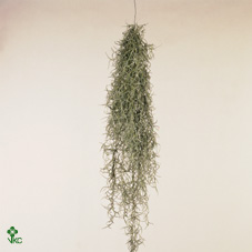 Till Usneoides