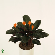 Calat Crocata