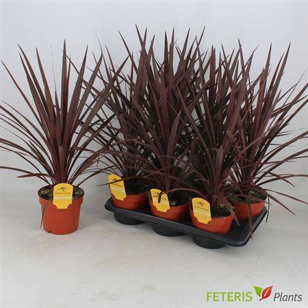 Cord Aus Red Star