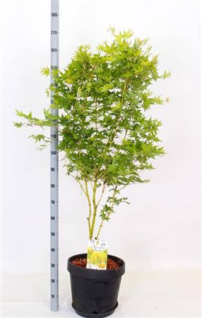 Acer Palmatum
