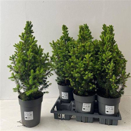 Picea Gl Conica