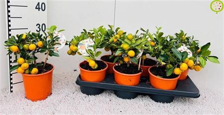 Citr Microcarpa