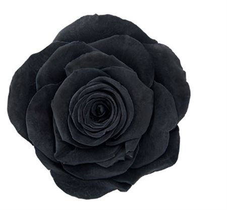 R Pr Ava Carbon Black