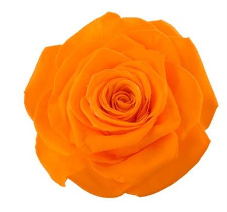 R Pr Monalisa Orange