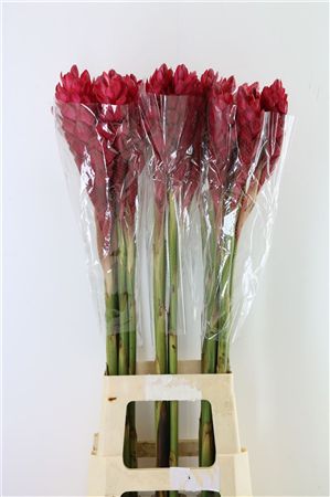 Alpinia Red