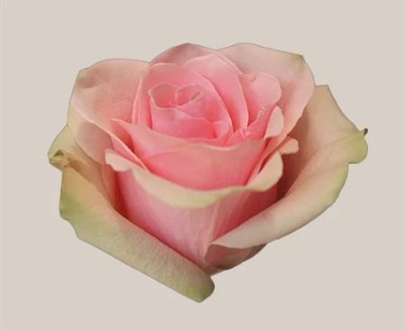 R Gr Absolut In Pink *7