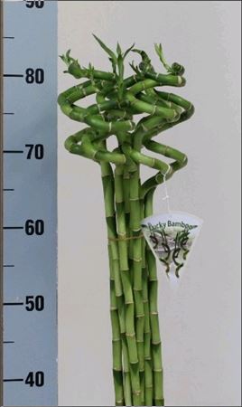 Dracaena Lucky Bamboo Spiraal OV