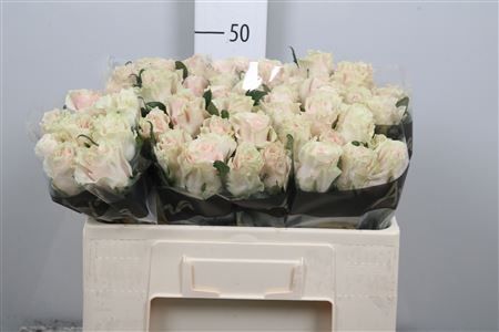 R Gr Pink Mondial