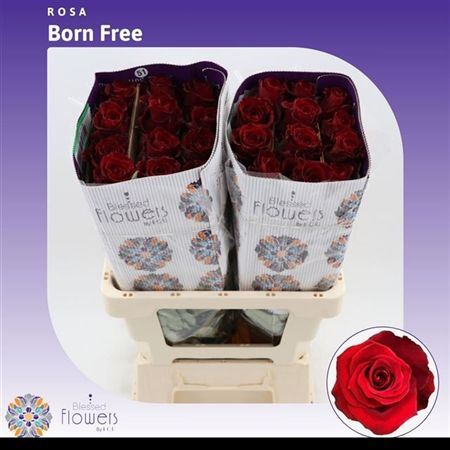 R Gr Born Free