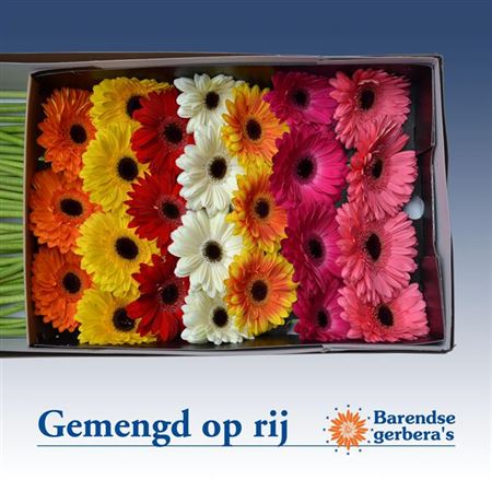 Ge Gr Op Rij Gemengd