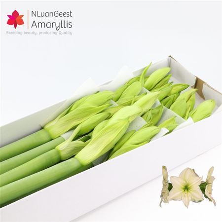 Hipp Ga Lemon Grandi