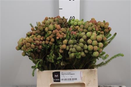 Kaaps Berzelia Galpinii