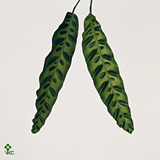 Calathea Insignes 62cm