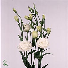 Eus G Rosi White