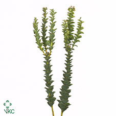 Kaaps Paranomus Reflexus