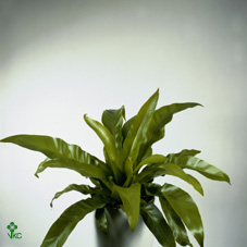 Asplenium Osaka Naniwa 50cm