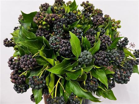 Hedera Black Berries P Stem