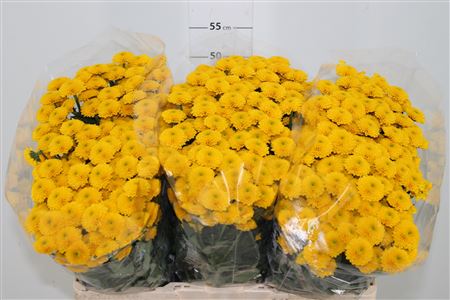 Chr S Aaa Aurinko