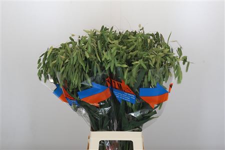 Chasmanthium Latifolium 'mantis'