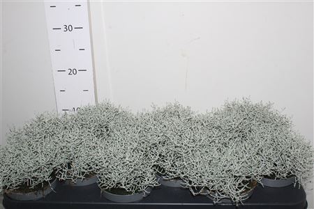 ** Leucoph Brownii*autumn Promo