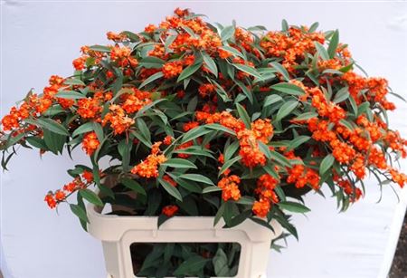 Euph F T Queen Orang