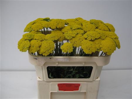 Achil F Park Variety