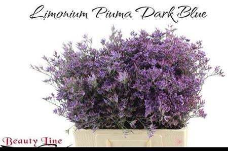Lim Piuma Dark Blue