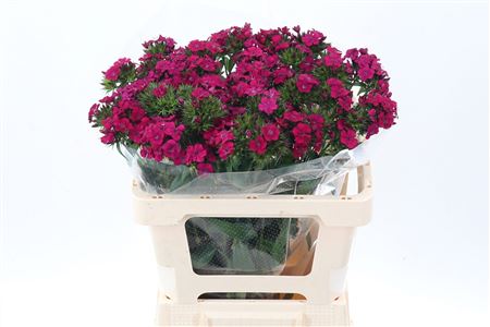 Di Barb Am Neon Cher