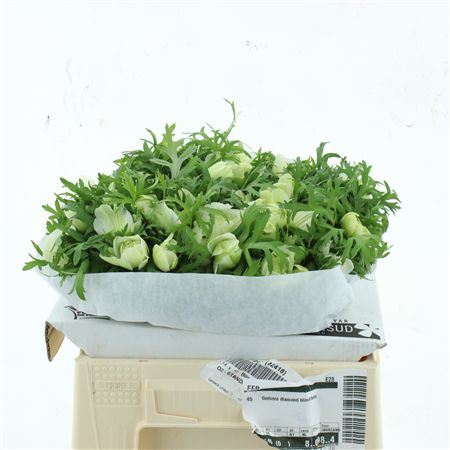 Anem Co Fstar P Whit