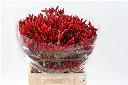 Cap Red Fire
