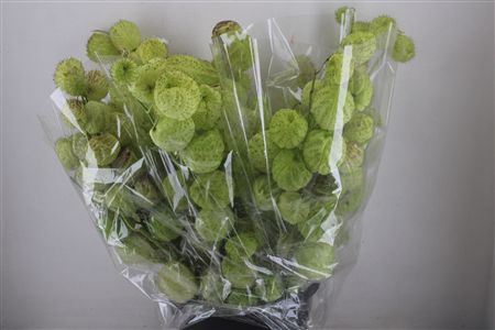 Asclepia Moby Dick Super P Bunch