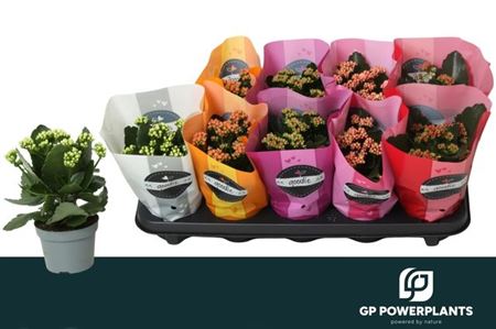 Kal Calandiva Mix Goodie