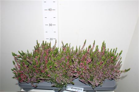 ** Callu Wibos Twin *autumn Promo