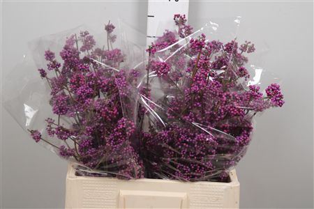 Callicarpa Bod Profu