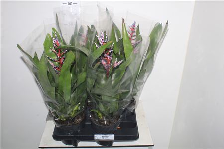 ** Aech Blue Rain*autumn Promo*