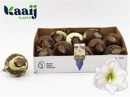 Bloembol Hippeastrum