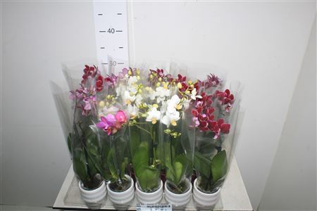 **phal Mini 1 Br 5+ Ceramic *autumn Promo*
