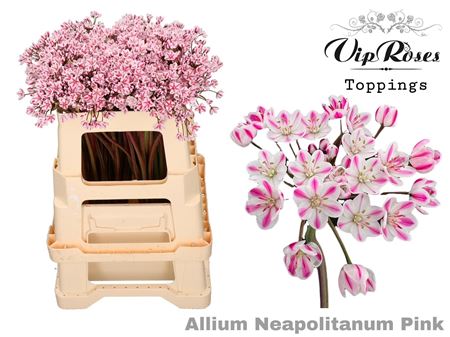 Allium Neapolitanum Pink L55cm