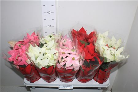 **euphor P Gem 4kl 6-8+ *autumn Promo*