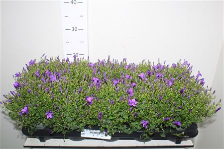 Camp Por Blu Get Mee