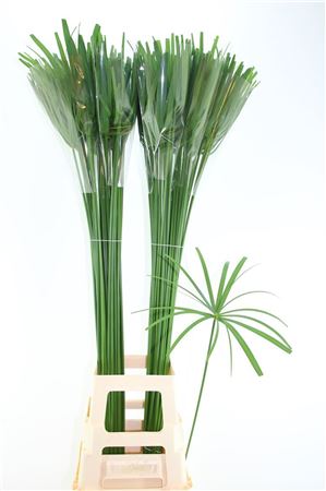 Cyperus Papyrus Glaber
