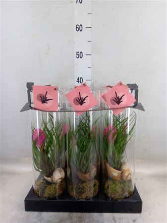 Arr. Tillandsia H% In glazen koker