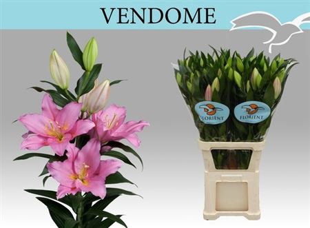 Li Or Vendome