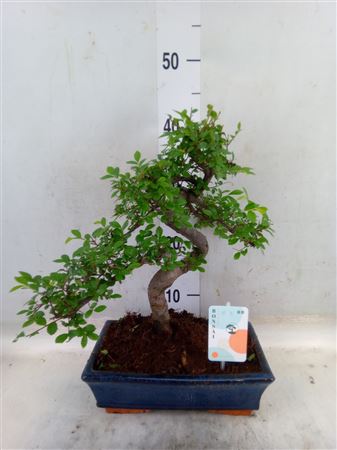 Bonsai ...