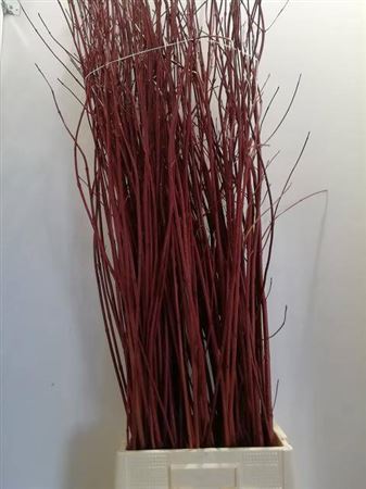 Cornus Alba Sibirica