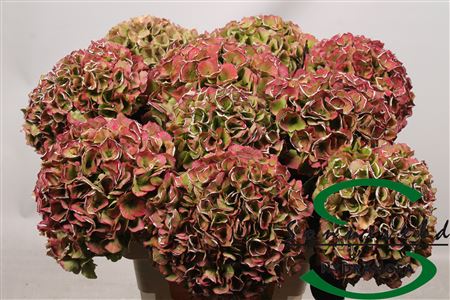 Hydr Dry Edge Dry Edge