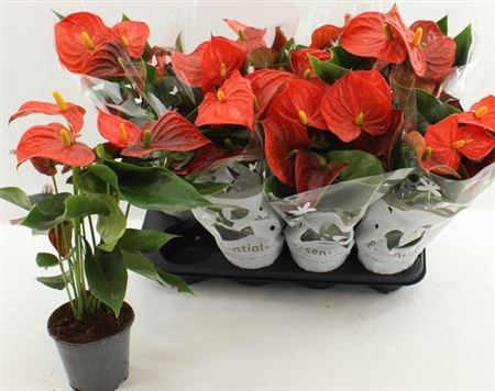 ** Anthu An Florida 4-5+ * Autumn Promo