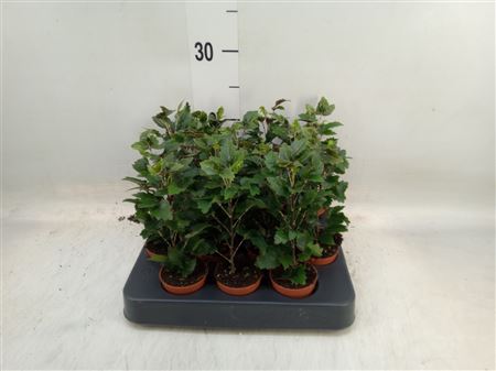 Dizygotheca Eleg. 'gemini' .