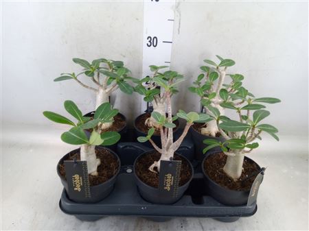 Adenium Nb 'ansu Baobab' Adenium "Ansu" Baobab
