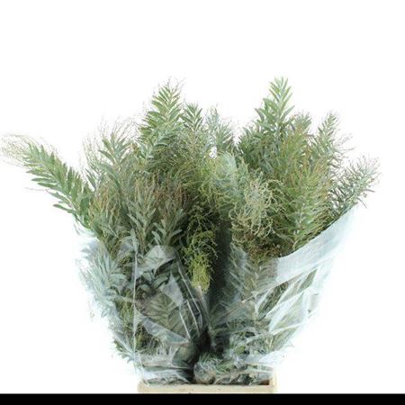 Acacia Bl Cl Lune Bs